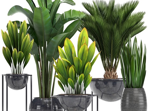  植物集锦。阁楼，黑陶盆，花盆，3d模型 