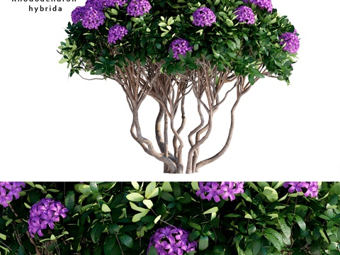  杜鹃杂交种 Rhododendron hybrida3d模型 