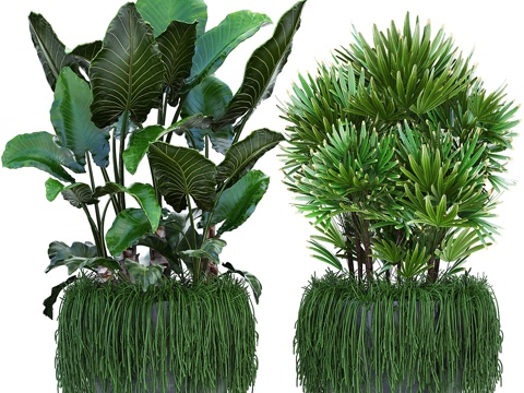  植物集锦254. 热带花坛，拉皮斯棕榈3d模型 