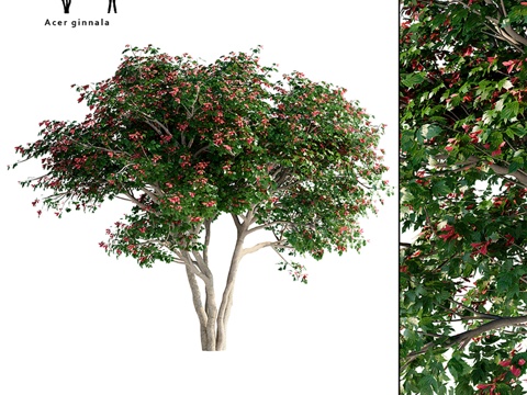  银杏枫 Acer tataricum ssp. ginna3d模型 
