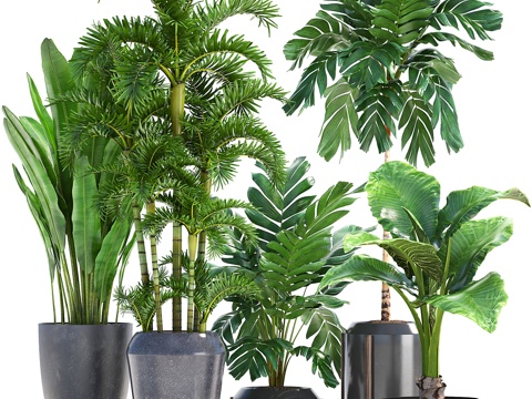  植物系列250. 香蕉树、棕榈树、海芋、3d模型 