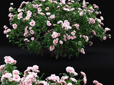  玫瑰灌木 #43d模型 