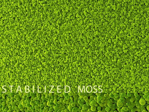  稳定苔藓3d模型 