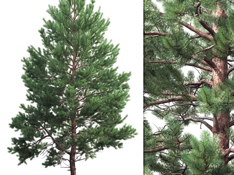  松树3d模型 