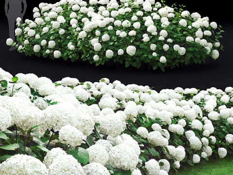  木本绣球花绿篱3d模型3d模型 