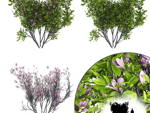  苏珊木兰灌木   Magnolia hibrida Susa3d模型 