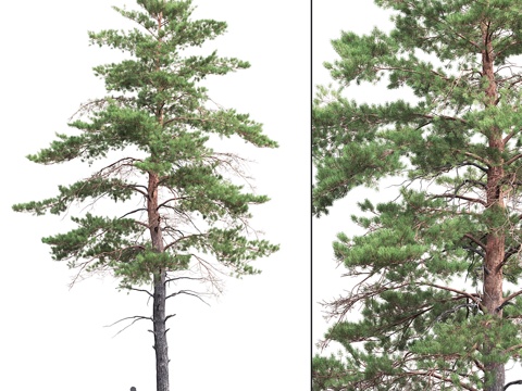  欧洲赤松 #6 (14.5米)3d模型 