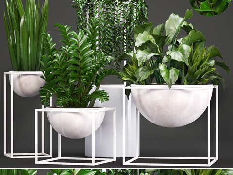  植物收藏。白色花盆、盆栽、海芋3d模型 