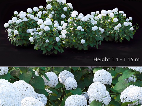  木本绣球花3d模型 