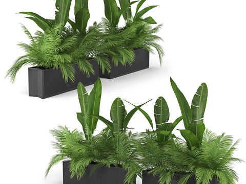  花坛棕榈二号3d模型 