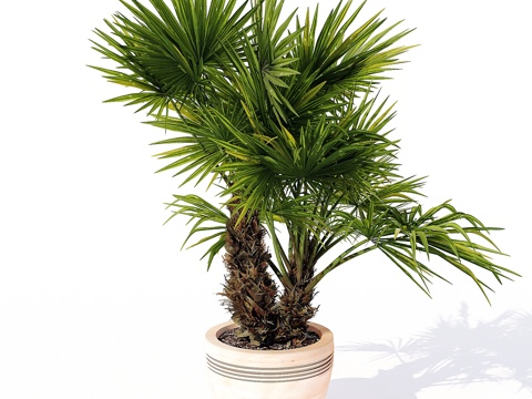  海南凤梨棕033d模型 