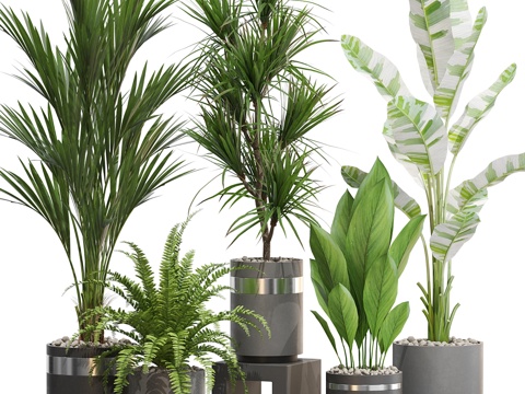  植物系列7183d模型 