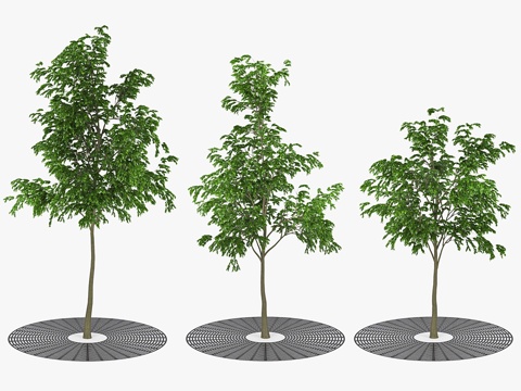  街道树木3d模型 