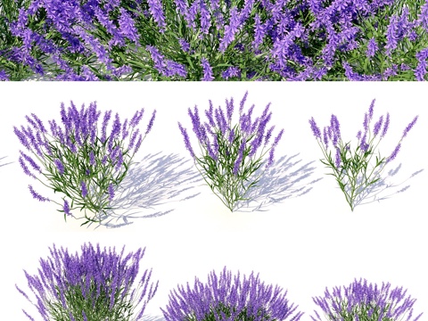  薰衣草属3d模型 