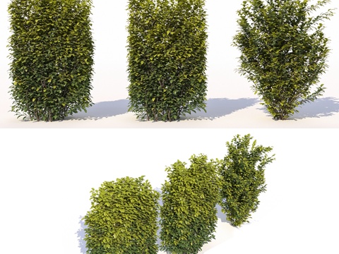  Laurus nobilis 023d模型 