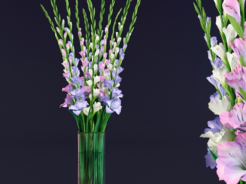  玻璃花瓶中的剑兰花束3d模型 