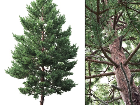  松树3d模型 