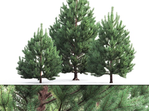  松树3d模型 