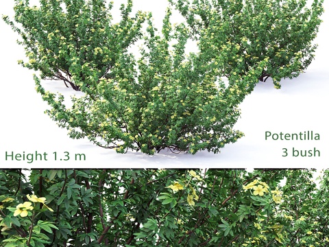  五味草灌木 # 13d模型 