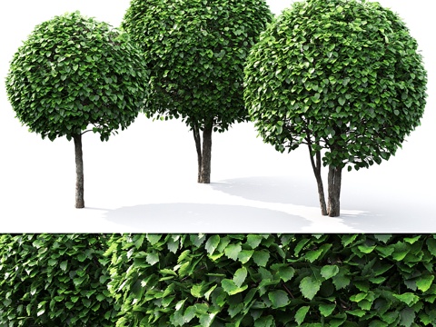  山楂球形树 #13d模型 