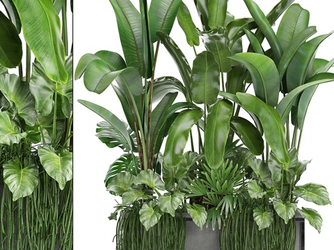  植物集锦243. 丛林灌木热带景观3d模型 