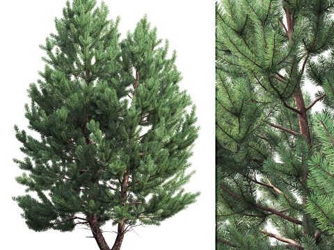 松树3d模型 