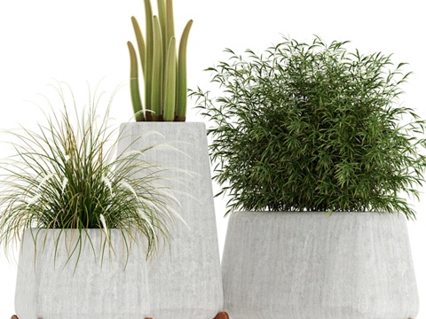  植物收藏 128 本土植被3d模型 