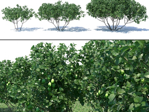  猕猴桃 - 猕猴桃属3d模型 