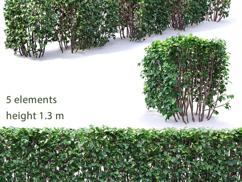  桔梗树篱 # 13d模型 