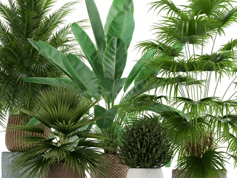  植物集锦1253d模型 