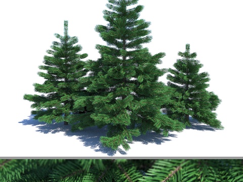  云杉套装013d模型 