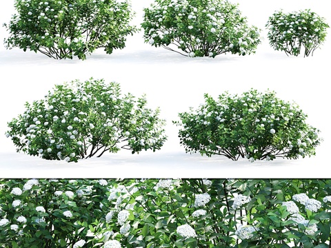  栒子木荚蒾3d模型 