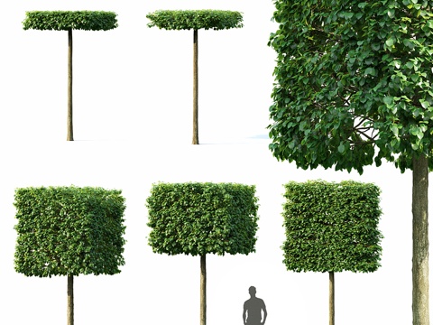  欧洲椴树3d模型 