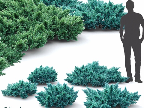  鳞叶刺柏 #13d模型 