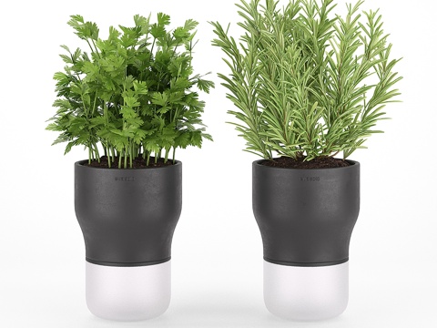  埃娃索洛厨房盆栽欧芹与迷迭香3d模型 