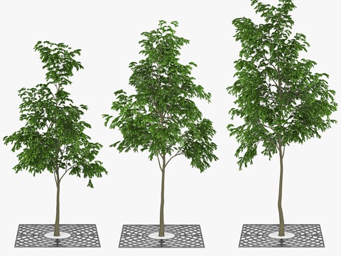  街道树木 013d模型 