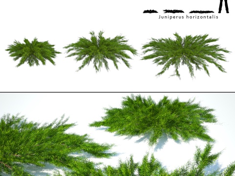  刺柏横生 Juniperus horizontalis3d模型 