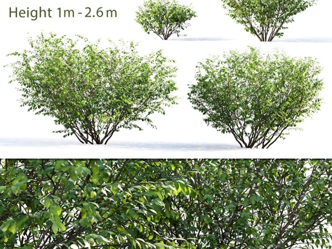  别列津5号（夏日）3d模型 