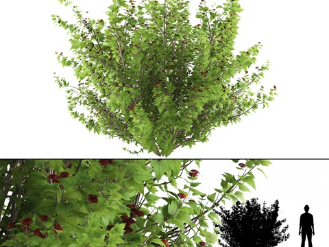  紫果木樨灌木 Physocarpus opul3d模型 
