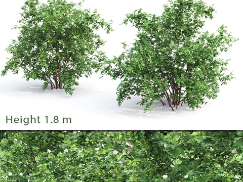  玫瑰果灌木 # 1 (Rosa Majalis Herrm)3d模型 