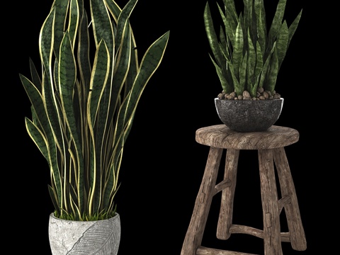  家居绿植虎尾兰3d模型 