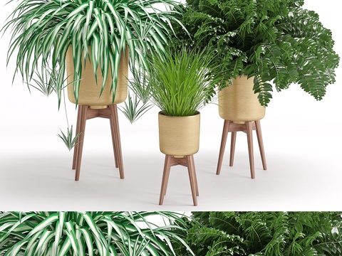  室内植物 303d模型 