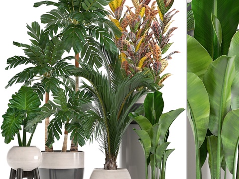  植物集锦。哈梅德罗亚、香蕉、变叶木、 a3d模型 