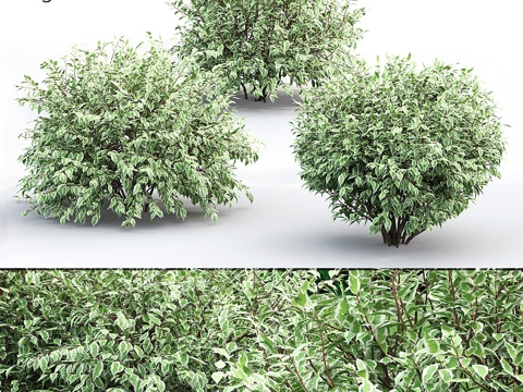  德兰白雅致 #13d模型 