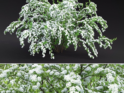  范霍特绣线菊3d模型 