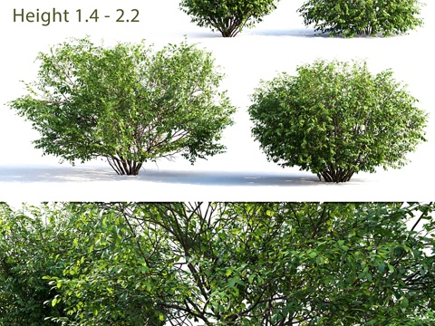  卫矛 #4（夏季）3d模型 