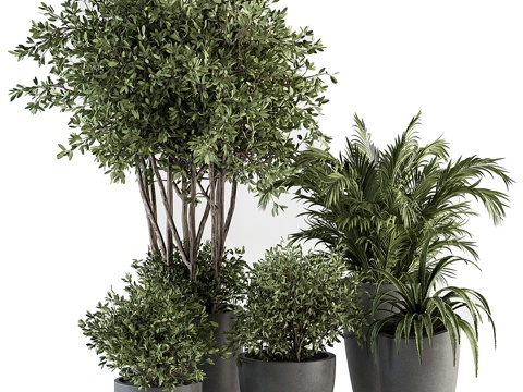 现代绿植盆栽3d模型 