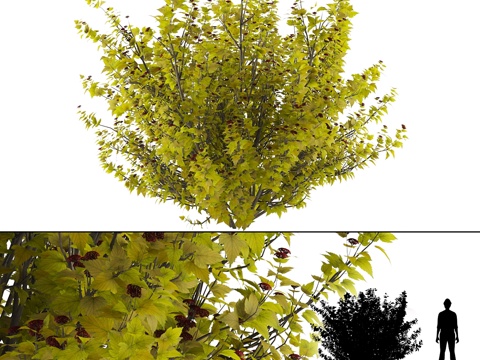  Luteus 栒子属 栒子树 Physocarpus opu3d模型 