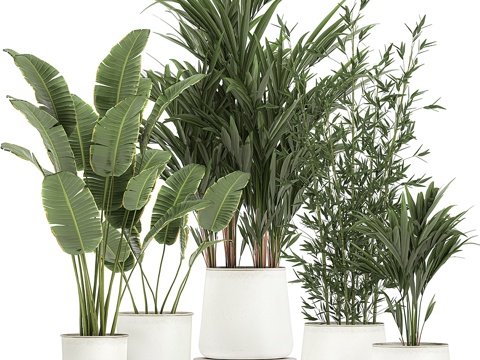  白色花盆中的植物组合3d模型 