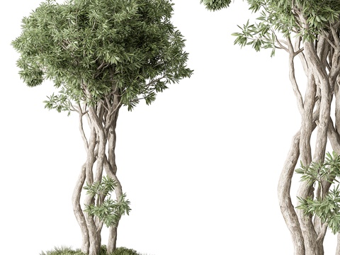 现代侘寂绿植盆栽 景观绿植3d模型 